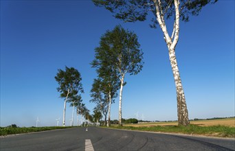 Birch avenue, country road, near the village of Katzem, Heinsberg district, wind farm, North