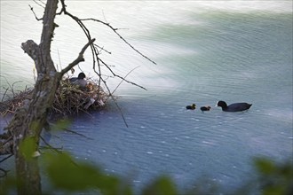 Harpener Teiche, still water with milky, cloudy pit water with common coots (Fulica atra), Bochum,