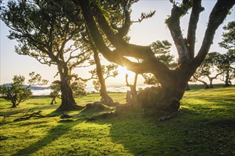 Centuries-old til trees in fantastic magical idyllic Fanal Laurisilva forest on sunset. Madeira