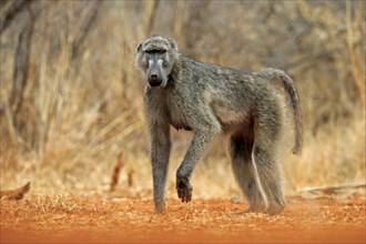 Bear baboon (Papio ursinus), Chakma baboon, adult, foraging, Kruger National Park, Kruger National