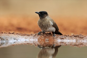 Grey bulbul (Pycnonotus barbatus), adult, at the water, Kruger National Park, Kruger National Park,