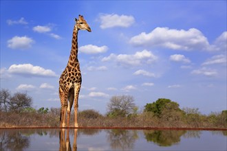 Southern giraffe (Giraffa camelopardalis giraffa), adult, at the water, Kruger National Park,