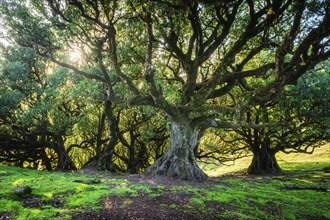 Centuries-old til trees in fantastic magical idyllic Fanal Laurisilva forest on sunrise. Madeira