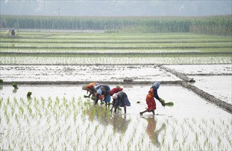 Morigaon, India. 20 February 2024. Women plant rice saplings in a paddy field on February 20, 2024