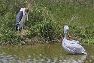 Marabou stork (Leptoptilos crumeniferus) and Pink-backed Pelican (Pelecanus rufescens) preening its