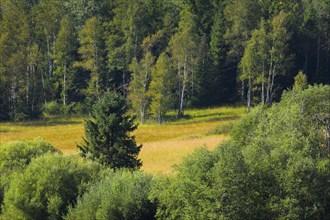 Vegetation in the Rothenthurm raised bog. Canton Schwyz, Switzerland, Europe