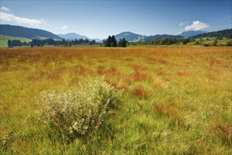 View over the Rothenthurm high moor nature reserve in the canton of Schwyz, Switzerland, Europe