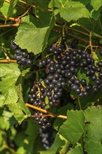 Ripe Pinot Noir grapes, Lake Constance wine-growing region, Birnau, Uhldingen-Mühlhofen, autumn,