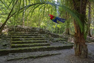 Mayan culture in the jungle with parrot Chacchoben Mexico Animal AI