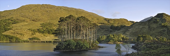 Eilean na Moine islet covered with Scots (Pinus sylvestris) pines in Loch Eilt along the Road to