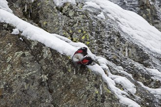 European wallcreeper (Tichodroma muraria) female in non-breeding plumage foraging for insects on