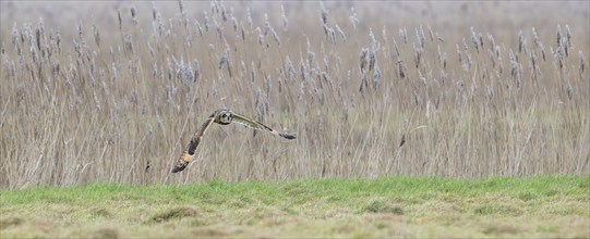 Short-eared owl (Asio flammeus) in flight, hunting for mice and voles in grassland along reed bed