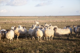 Flock of sheep grazing on drained marshland fields at Gedgrave, Suffolk, England, United Kingdom,