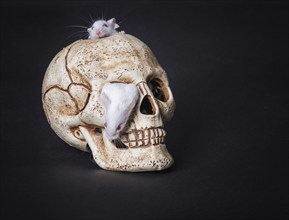 Small white laboratory mouse gets out of the orbit of a plastic skull