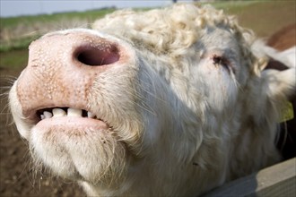 Bullock mouth and nose close-up in a herd of pure Hereford cattle at Boyton marshes, Suffolk,