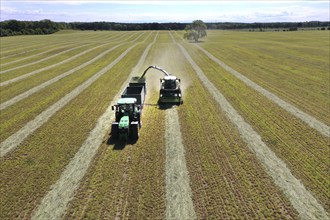 Aerial view of forage harvesting on an organic farm. A forage harvester transports the chopped