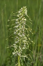 Lizard orchid (Himantoglossum hircinum), a terrestrial orchid from the orchid family (Orchidaceae),