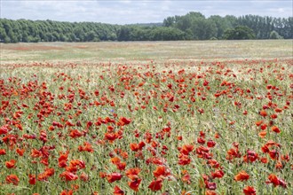 Poppy flower (Papaver rhoeas) in a grain field, Mecklenburg-Western Pomerania, Germany, Europe