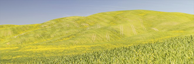 Landscape around Pienza, Val d'Orcia, Orcia Valley, UNESCO World Heritage Site, Province of Siena,