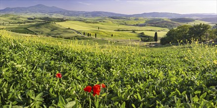 Landscape around Pienza, Val d'Orcia, Orcia Valley, UNESCO World Heritage Site, Province of Siena,