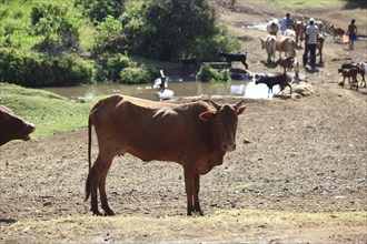 South Ethiopia, cows standing next to the road at a waterhole, Ethiopia, Africa