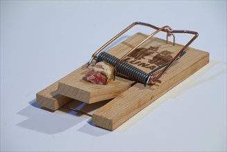 Mousetrap with bacon, Hamburg, Hamburg, Federal Republic of Germany