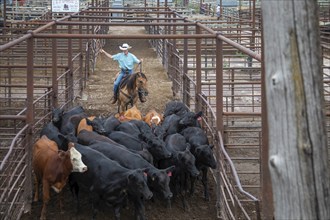 Oklahoma City, Oklahoma, Cattle are herded towards the auction building at the Oklahoma National