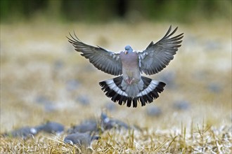 Common wood pigeon (Columba palumbus) landing among flock of other pigeons foraging on farmland,