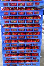 Freshly harvested strawberries, packed in boxes and crates for the consumer, strawberry cultivation