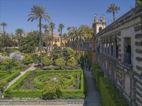 Jardines del Alcazar, gardens with palm trees in the Alcazar, Royal Palace of Seville, Seville,