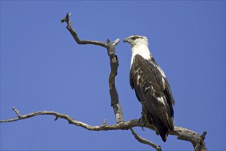 Lesser spotted eagle, (Haliaetus vocifer), Lesser spotted eagle immature juvenile resting, Caprivi,