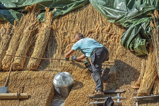 Thatch works by thatcher on thatched roof showing yelms, bundles of water reed used as roofing