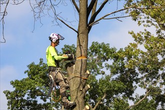 Detroit, Michigan, A worker for a tree removal service cuts down a dead tree