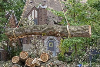 Detroit, Michigan, A storm with 70mph wind gusts blew down a 15-ton, 110-foot cottonwood, damaging