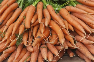 A pile of fresh, orange carrots for sale at a weekly market market, Lower Saxony, Germany, Europe