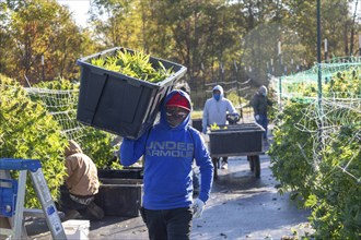 Paw Paw, Michigan, Migrant farmworkers harvest cannabis at Grasshopper Farms