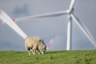 Sheep grazing on the dyke, wind turbines in the background, Hauke-Haien-Koog, North Frisia,