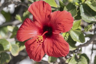 Hibiscus (Hibiscus syriacus), Lanzarote, Canary Islands, Spain, Europe