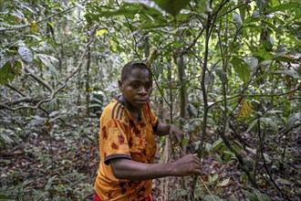 Pygmy woman from the Baka or BaAka tribe setting up her hunting net in the forest, Dzanga-Sangha