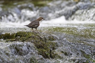 White-throated Dipper (Cinclus cinclus), at a torrent with prey in its beak, Rhineland-Palatinate,