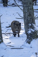 Wild boar (Sus scrofa), in the snow, Vulkaneifel, Rhineland-Palatinate, Germany, Europe