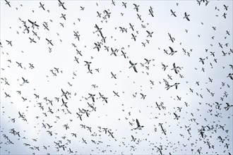 Flock of birds, common guillemots (Uria aalge) in flight, Hornoya Island, Hornøya, Vardø, Varanger