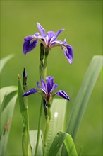 American marsh iris (Iris versicolor), flower, in bloom, at a pond, Ellerstadt, Germany, Europe