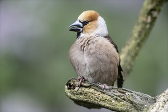 Hawfinch (Coccothraustes coccothraustes), Emsland, Lower Saxony, Germany, Europe