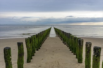 North Sea coast in Zeeland, called Zeeland Riviera, breakwater, made of wooden piles, near