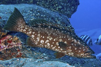 Atlantic Island Grouper (Mycteroperca fusca) Crested Grouper Macaronesian Grouper swimming over