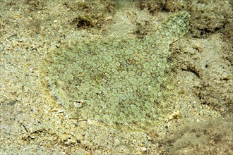 Wide-eyed flounder (Bothus podas) Wide-eyed turbot Flounder Flatfish lies camouflaged on sandy