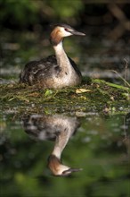 HHooded grebe (Podiceps cristatus), adult bird and chicks at the nest, with reflection,