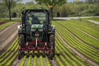 Agriculture, lettuce growing in a field, Lollo Bionda and Lollo Rossa, in long rows of plants,