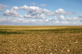 Harvested grain field, clouds, Freyburg, Saxony-Anhalt, Germany, Europe